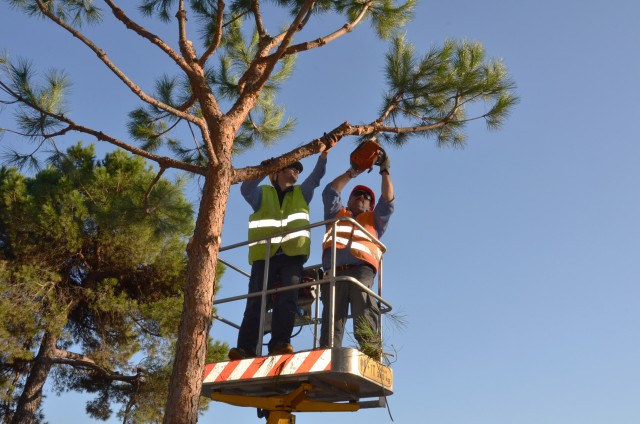 Ederle prunes pine trees to ensure safety