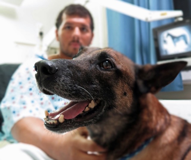 Dog Center Europe treats canine casualty