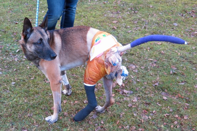 Dog Center Europe treats canine casualty