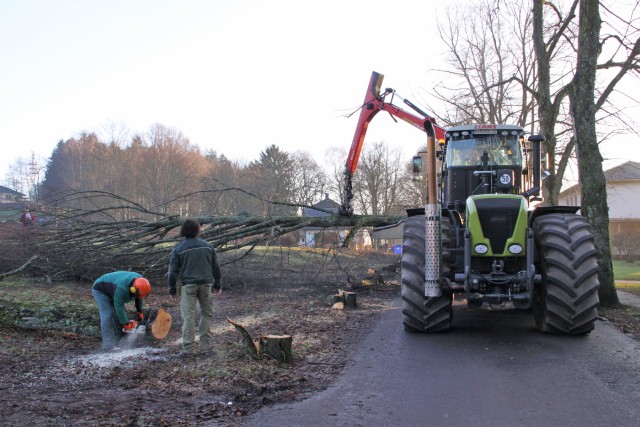 Tree-eating machine