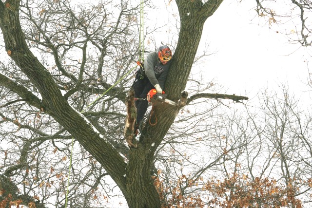 Tree trimming