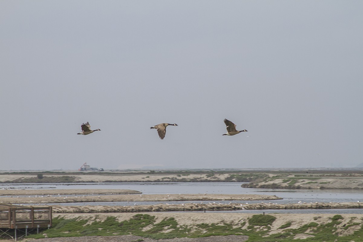 Corps Of Engineers Approves Flood Control Plan For San Francisco Bay 