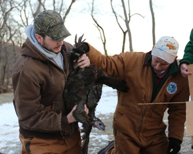 New York State Department of Environmental Conservation wild turkey tagging at Camp Smith Training Site