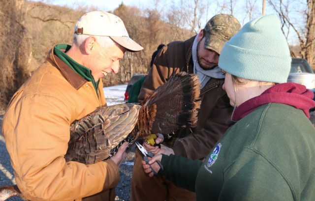 New York State Department of Environmental Conservation wild turkey tagging at Camp Smith Training Site