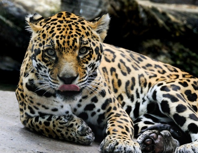 Leopard Lick