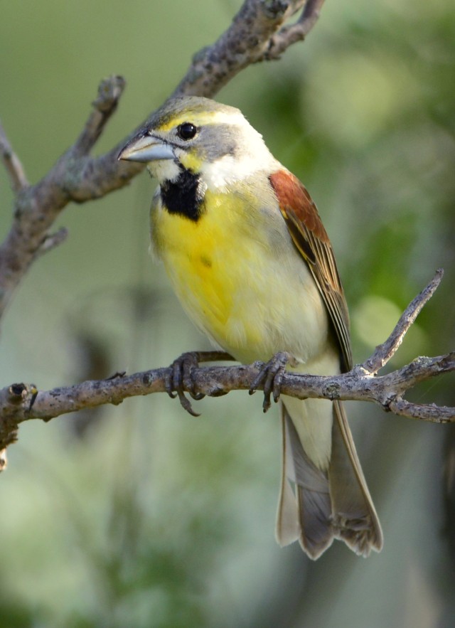 Meadowlark look-alike