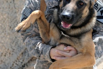 HOW TO ADOPT A MILITARY WORKING DOG