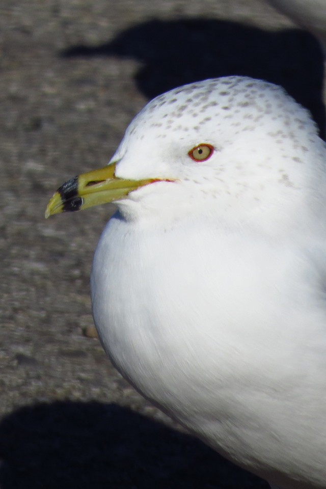 Gull-able