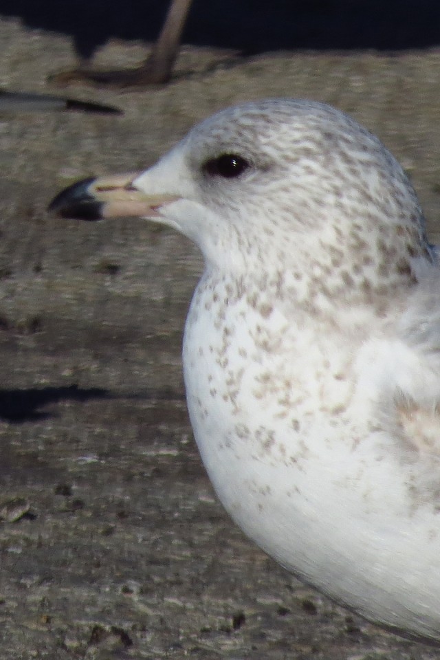 Young gull