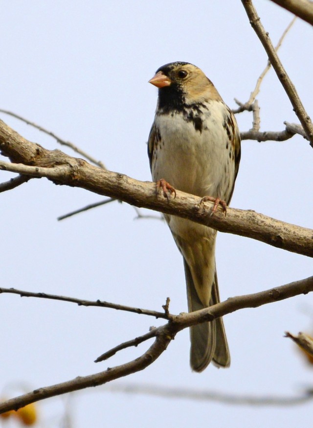 Harris's sparrow
