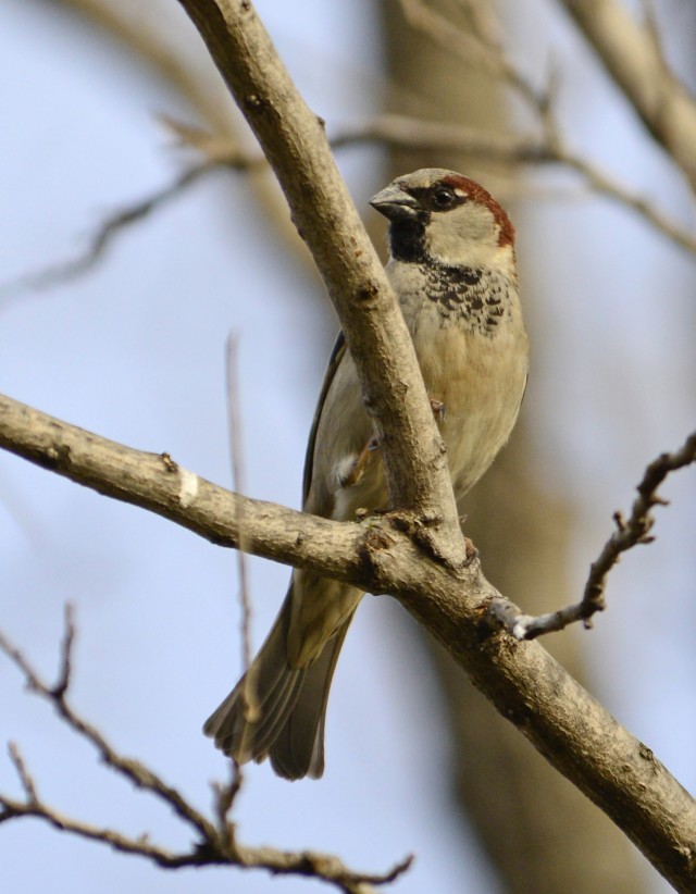House sparrow