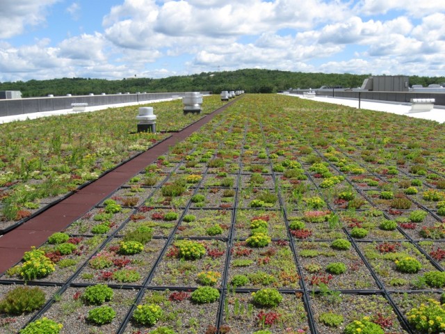 TYAD green roofs