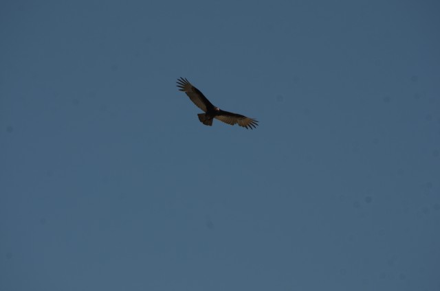 Fort Jackson Vultures