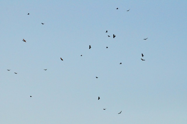 Vulture swarm