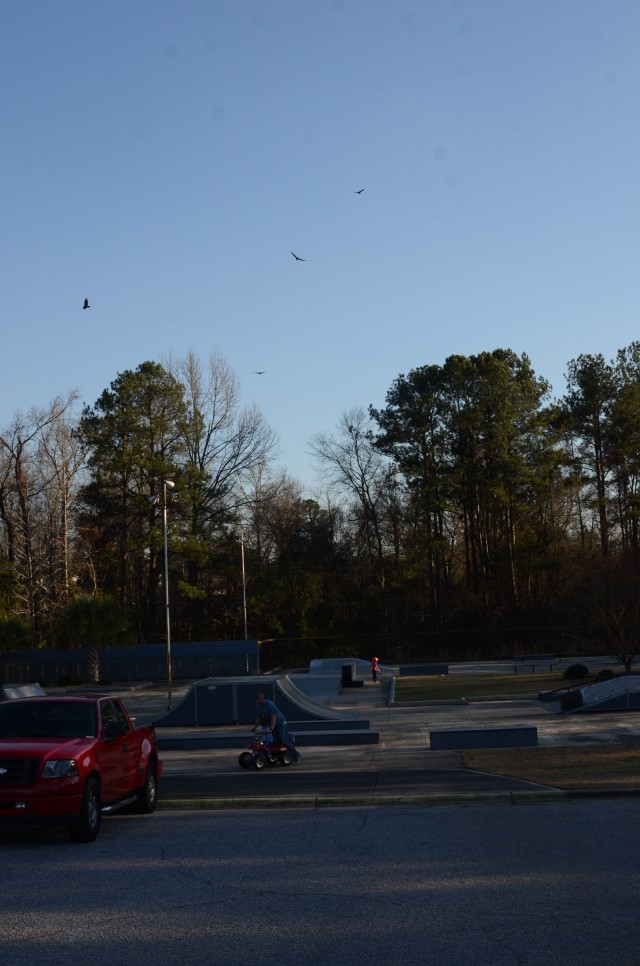 Vultures