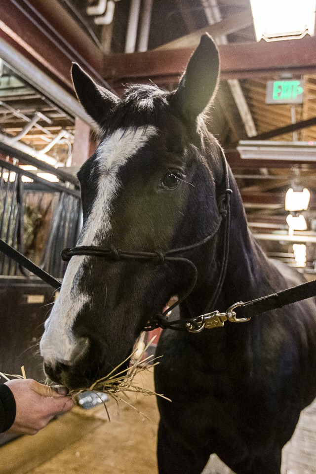 Four-legged Caisson platoon vets looking for a new home