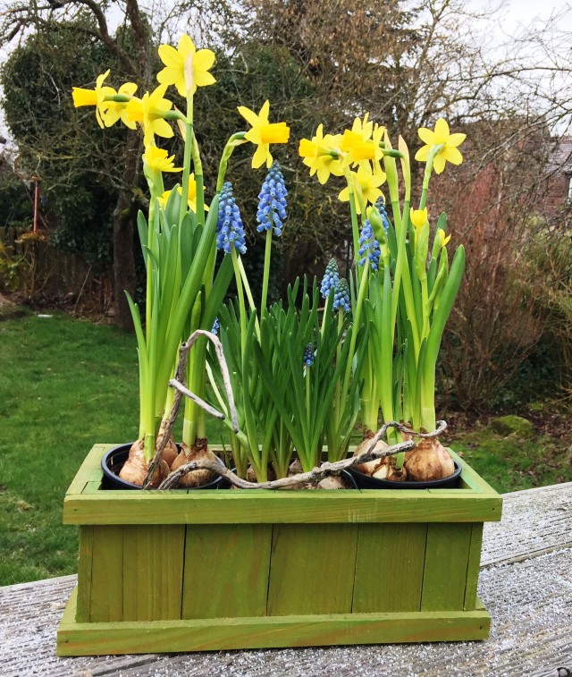 Osterglocken - Easter bells