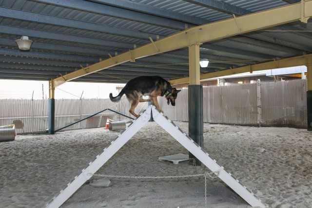 Man's best friend protect the safety of Soldiers