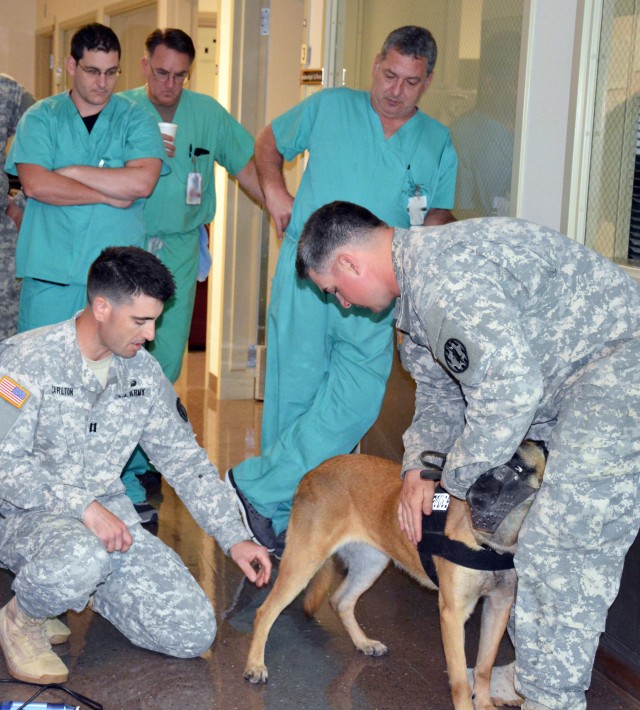 Fort Hood's CRDAMC anesthetists learn sedation tricks for Army's four-legged Soldiers