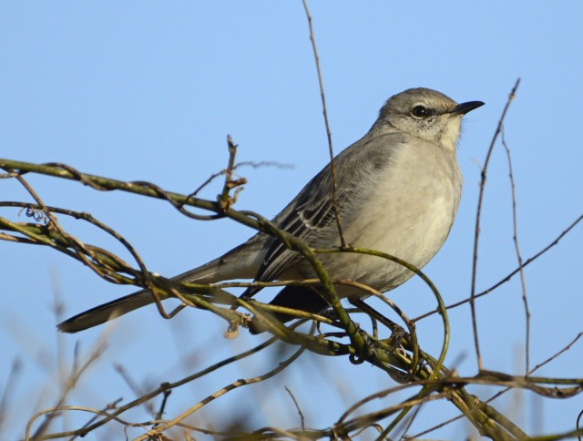 Mockingbird