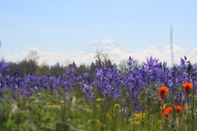 South Sound Prairies