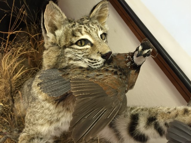 Southwest Oklahoma wildlife