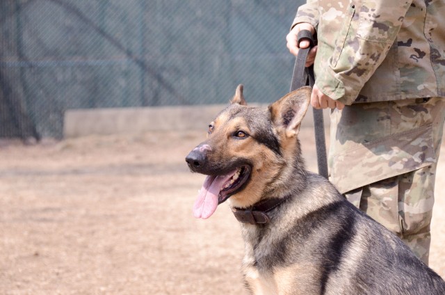 K9 Veterans Day, cause for celebration
