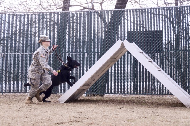 K9 Veterans Day, cause for celebration