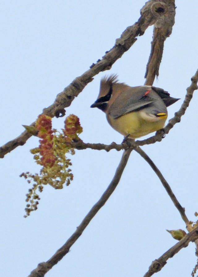 Cedar waxwing