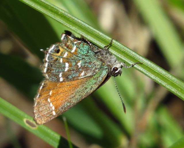 Olive juniper hairstreak