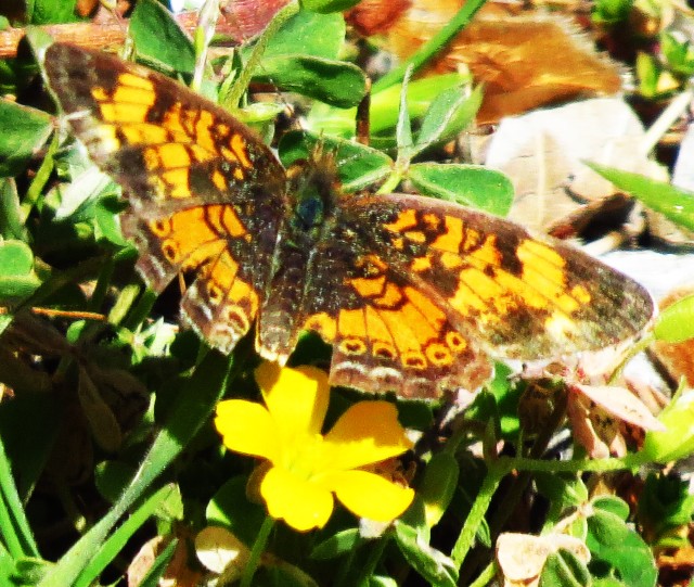 Gorgone checkerspot