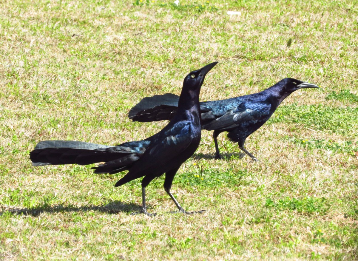 Grackle And Crow