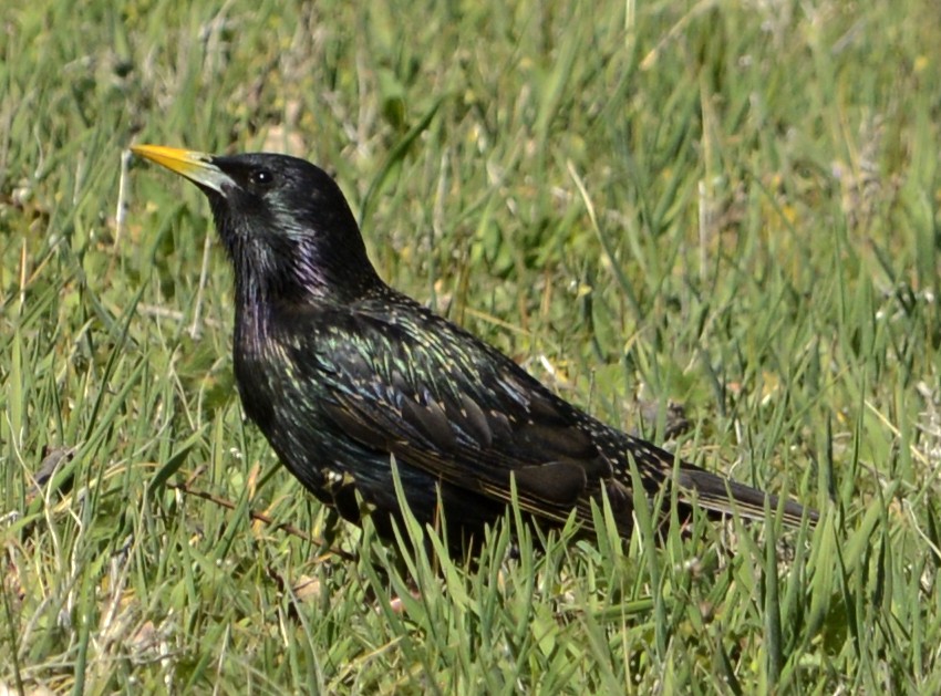 Grackle Vs Starling