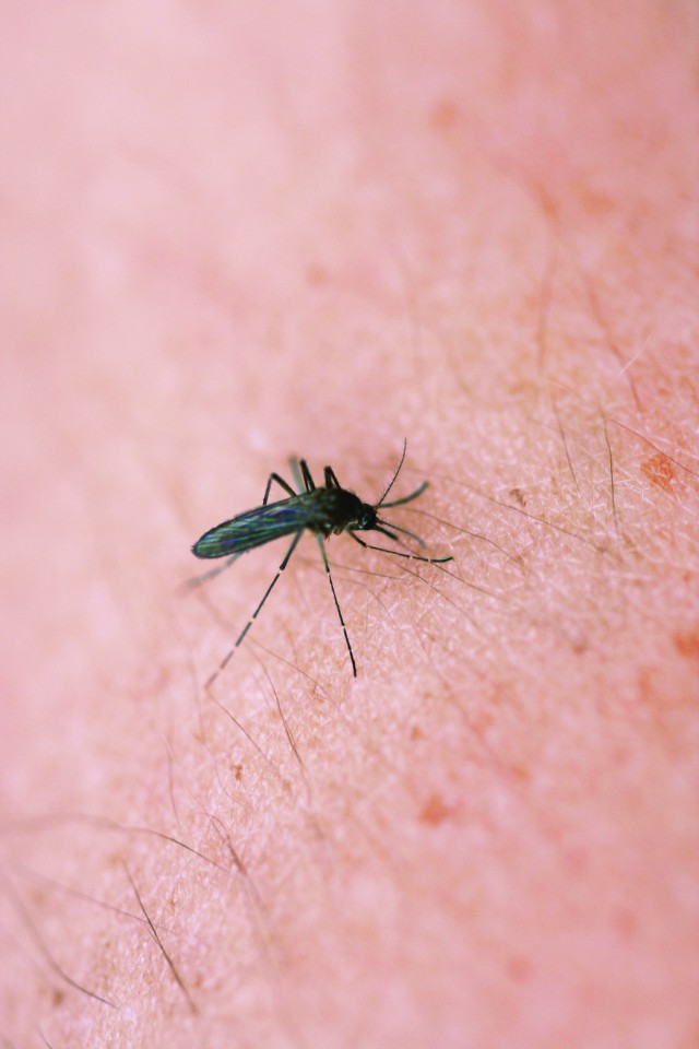 Mosquito control