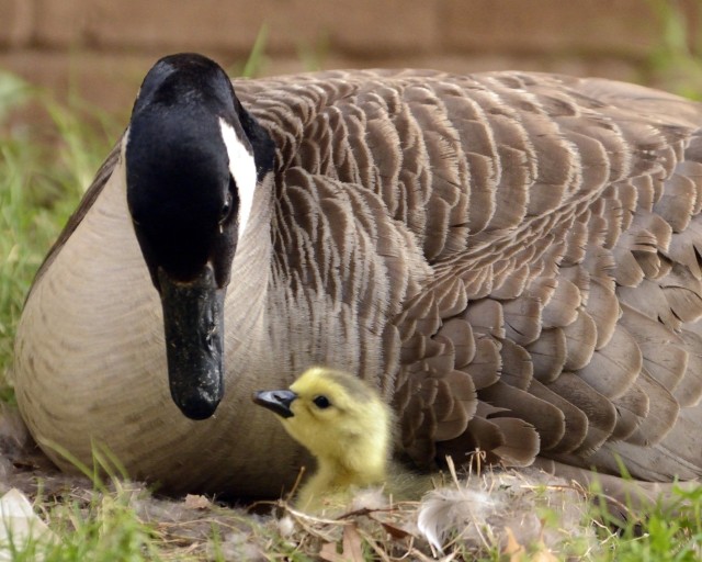 Geese