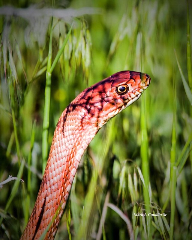 Snake in the grass