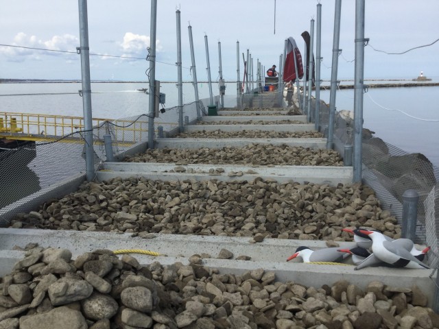 Building Common Tern Habitat