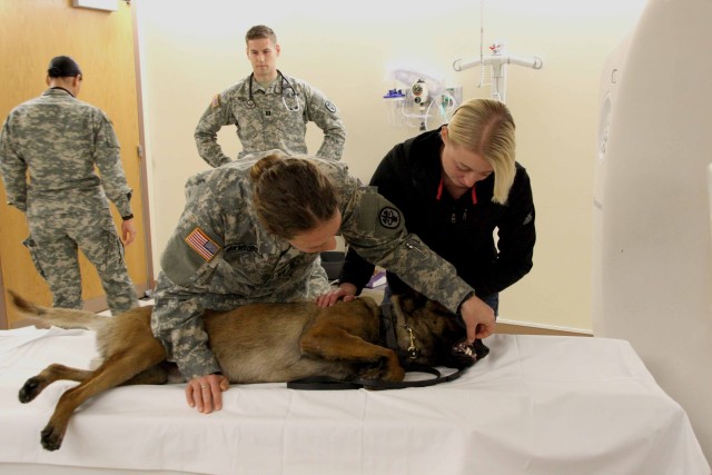 Public Health Command-Pacific veterinarian checks MWD before CT scan
