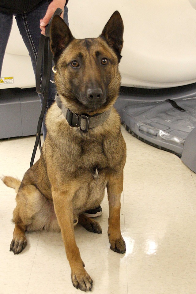 Military working dog Dodo after his CT scan