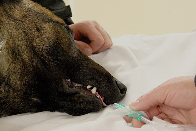 Military working dog Dodo gets oxygen before a CT scan