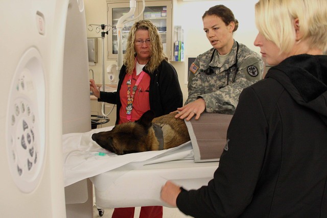 Preparing military working dog for CT scan