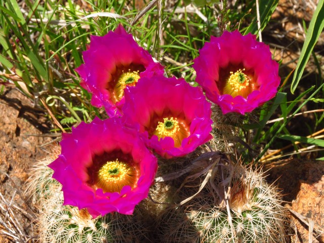 Barrel cactus