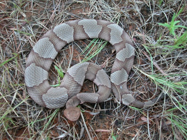 Copperhead snake