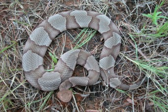 Watch out for venomous snakes | Article | The United ...