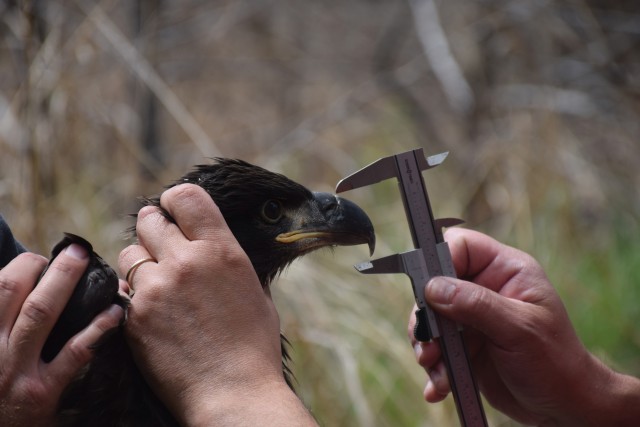 A 6 week old bald eagle is measured and banded May 2, at Milford Nature Center near Fort Riley, Kansas