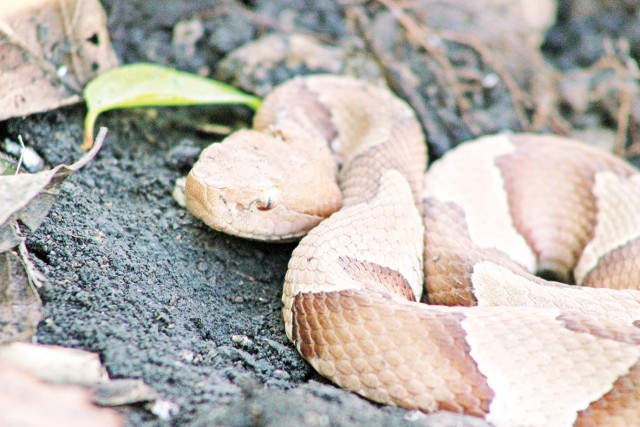 Herpetological survey on Fort Riley tracks threatened species