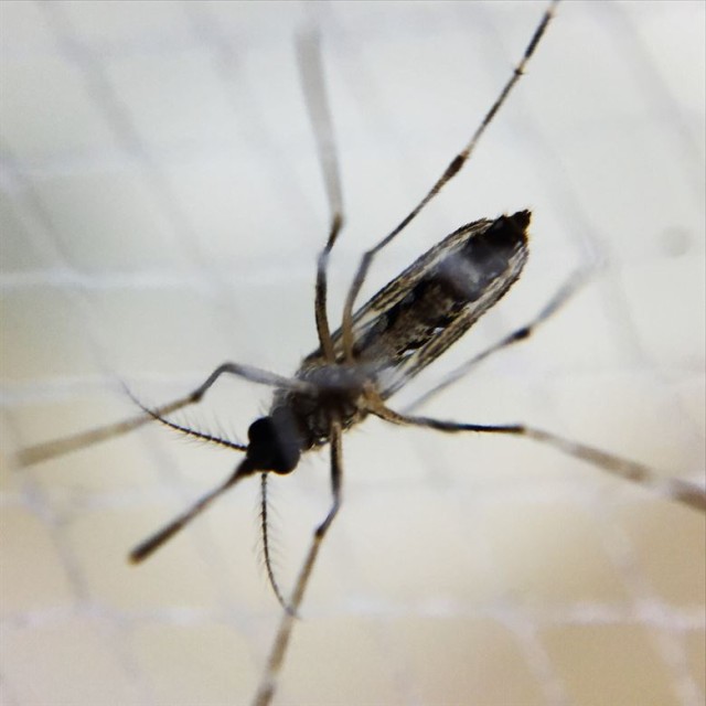 Aedes aegypti mosquito