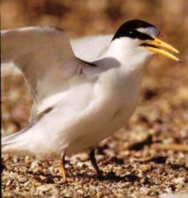 Corps Contractor Awarded for Protecting Endangered Birds at John Martin Reservoir