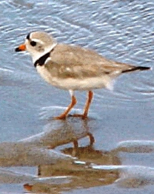 Corps Contractor Awarded for Protecting Endangered Birds at John Martin Reservoir