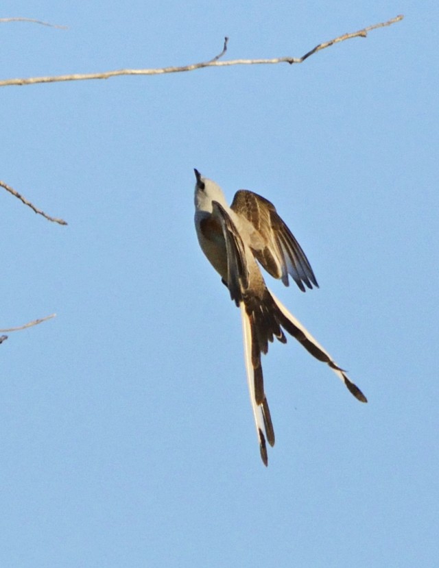 Upward lift